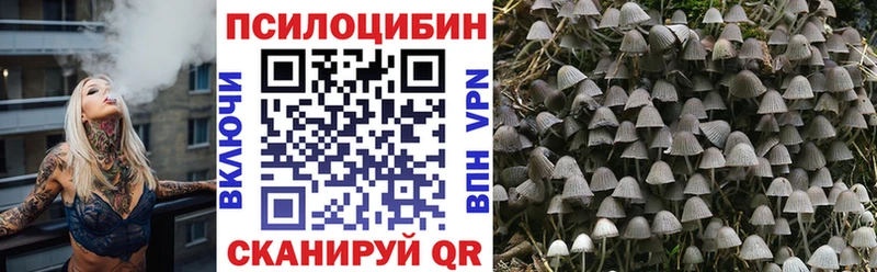 Псилоцибиновые грибы Psilocybe  Зеленогорск 